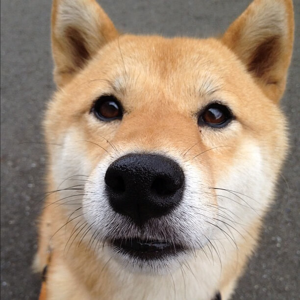 体育新闻中心深化体育原创视频数字版权保护技术,体育视频网络服务