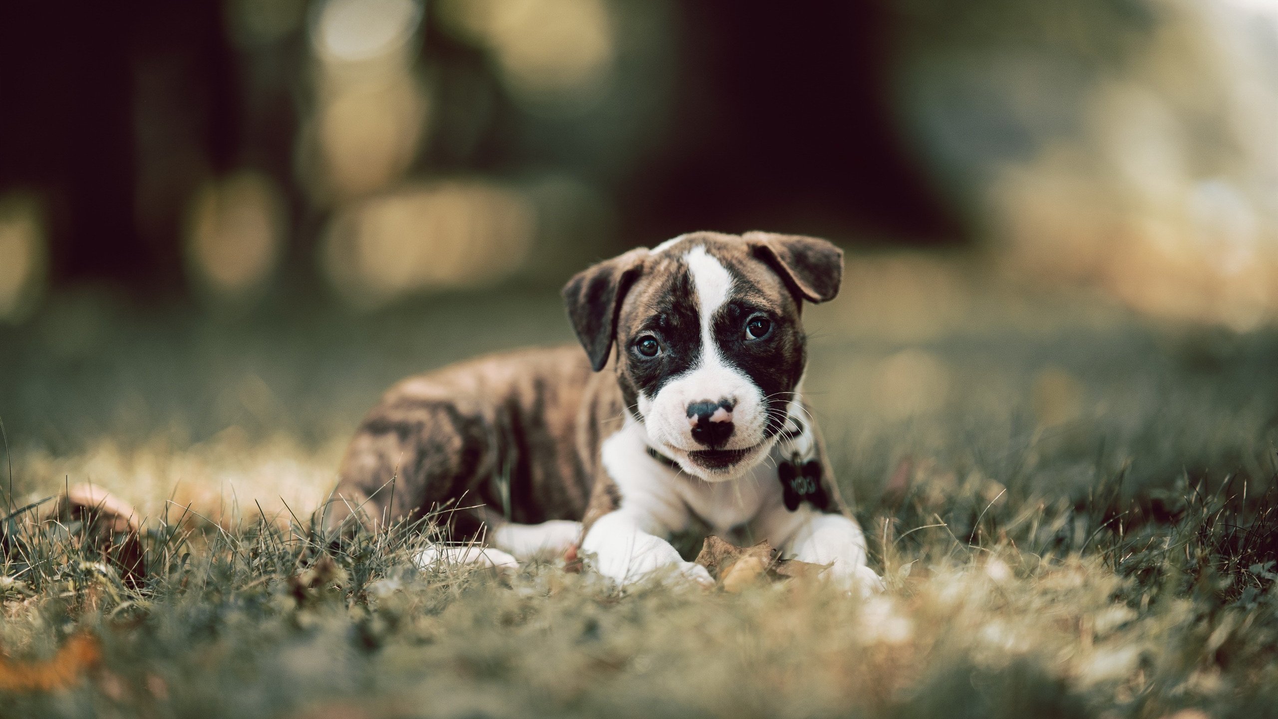 足球产业相关专业人才教育尚未普及，足球产业管理