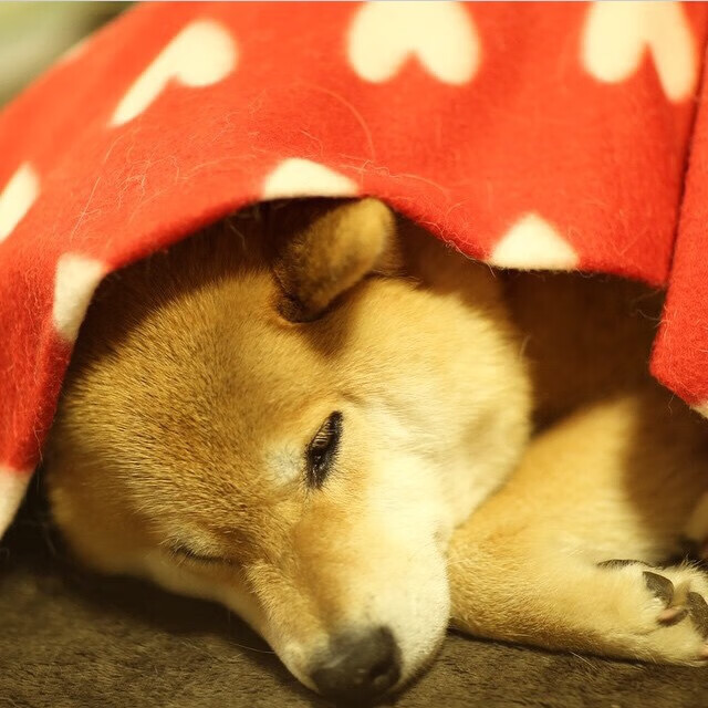 “萨尔·巴赫的领袖魅力,南非羚羊队乘风破浪”