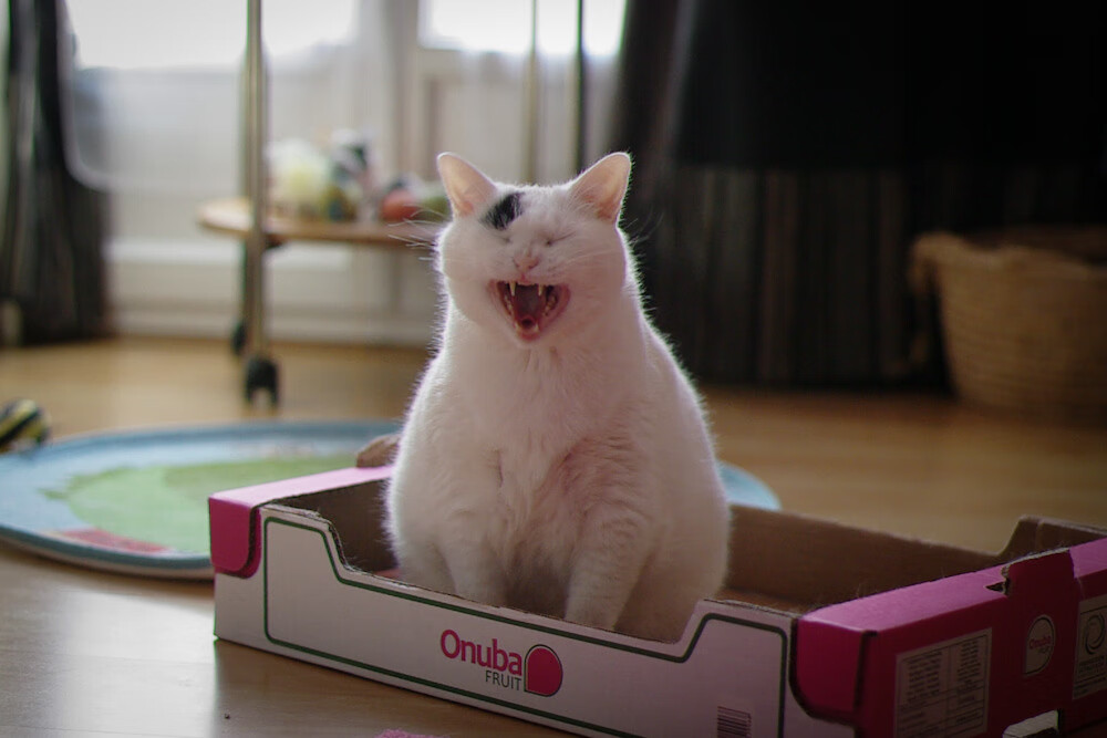 九游娱乐app官网-德甲节奏飙升：快攻快守，精彩不停！，快攻德玩法