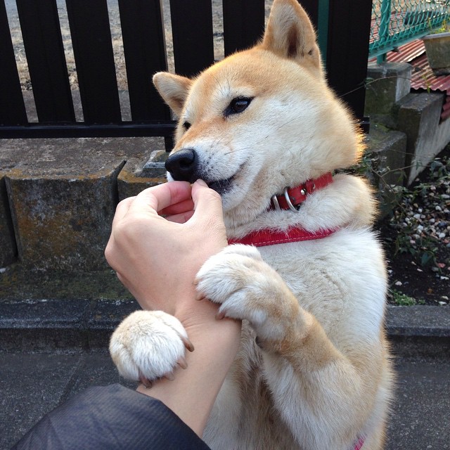 意甲精彩瞬间:速度、技术、团队的完美结合!,意甲冲刺速度