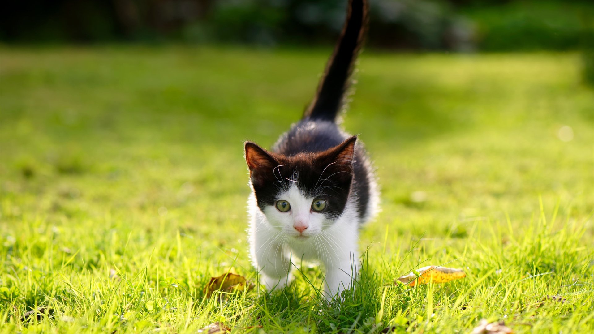 灰熊前场篮板保护不足导致失分，灰熊队控球后卫